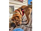 Adopt Marvin a Red/Golden/Orange/Chestnut Shar Pei / Mixed dog in Hampton