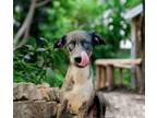 Adopt Violet a Catahoula Leopard Dog / Mixed dog in Barrington, RI (37830034)