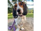 Adopt Autumn a Black Basset Hound / Mixed dog in Charlottesville, VA (37737459)