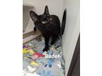 Adopt Bader a All Black Domestic Shorthair / Domestic Shorthair / Mixed cat in
