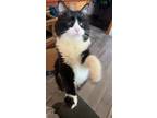 Adopt Toph a All Black Domestic Longhair / Domestic Shorthair / Mixed cat in