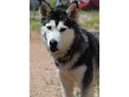 Adopt Ty Lee a Black Husky / Alaskan Malamute / Mixed dog in Divide