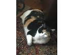 Adopt Cali a Black & White or Tuxedo Calico / Mixed (medium coat) cat in