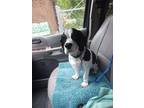 Adopt JoJo -Experienced Adult Owner a Black - with White Cavalier King Charles