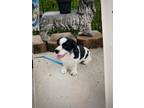 Adopt JoJo -Experienced Adult Owner a Black - with White Cavalier King Charles