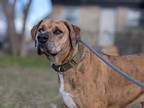 Adopt Latte a Brown/Chocolate Catahoula Leopard Dog / Great Dane / Mixed dog in