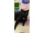 Adopt Bert a All Black Domestic Shorthair / Domestic Shorthair / Mixed cat in