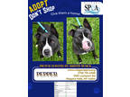 Adopt Pepper a Black American Pit Bull Terrier / Mixed dog in Niagara Falls