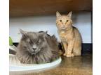 Adopt Simon a Gray or Blue Domestic Mediumhair / Mixed (long coat) cat in