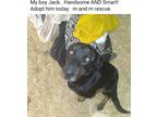Adopt jack a Black Australian Shepherd / Rhodesian Ridgeback / Mixed dog in