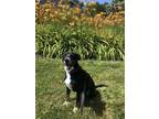 Adopt Wishbone a Black Mixed Breed (Medium) / Mixed dog in Batavia