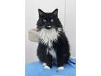 Adopt Maggie a Black & White or Tuxedo Domestic Longhair (long coat) cat in