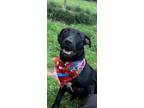 Adopt Gunner a Black - with White American Pit Bull Terrier / Labrador Retriever