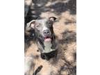 Adopt TULA a Gray/Blue/Silver/Salt & Pepper Mixed Breed (Large) / Mixed dog in