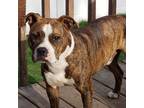 Adopt Gus a Brindle - with White Staffordshire Bull Terrier / Mixed dog in