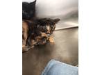 Adopt Arugula a All Black Domestic Shorthair / Domestic Shorthair / Mixed cat in