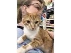Adopt Mercedes a Orange or Red Tabby Domestic Shorthair (short coat) cat in