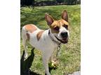 Adopt Sheba a White - with Brown or Chocolate Basenji / Pit Bull Terrier / Mixed