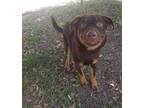 Adopt Bear Lola a Brown/Chocolate - with Black Shepherd (Unknown Type) /