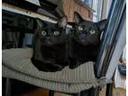 Adopt Simon and Mouse a All Black Domestic Shorthair (short coat) cat in