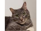Adopt Marley a Gray, Blue or Silver Tabby Domestic Shorthair (short coat) cat in