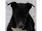 Adopt Eli a Black - with White Husky / Greyhound / Mixed dog in Libby