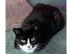 Adopt Skit a Black & White or Tuxedo Domestic Shorthair (short coat) cat in