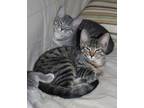 Adopt PEANUT and HOUDINI a Spotted Tabby/Leopard Spotted American Shorthair