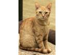Adopt Cheese-It a Orange or Red Domestic Mediumhair / Domestic Shorthair / Mixed