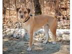 Adopt Dash a Red/Golden/Orange/Chestnut Labrador Retriever / Mixed dog in Paris
