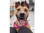 Adopt Peggy a American Staffordshire Terrier / Mixed dog in Paris, ME (35183591)