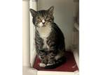 Adopt Rudolph a Brown Tabby Domestic Shorthair / Mixed (short coat) cat in