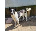 Adopt Dre a White - with Tan, Yellow or Fawn Collie / Mixed Breed (Large) /