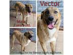 Adopt Vector a Brindle Mixed Breed (Medium) / Mixed dog in Boaz, AL (35033272)