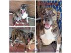 Adopt Charlene a Brindle Mixed Breed (Medium) / Mixed dog in Boaz, AL (35033280)