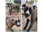 Adopt Ash a Gray/Silver/Salt & Pepper - with Black Mixed Breed (Large) / Mixed
