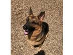 Adopt Honey a German Shepherd Dog / Mixed dog in Point, TX (35035614)