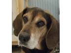 Adopt Barney a Beagle / Basset Hound dog in Point, TX (35035615)