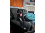 Adopt Luna a Black - with White Great Dane / Mixed dog in Baton Rouge