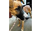 Adopt Hunter a Tan/Yellow/Fawn German Shepherd Dog / Mixed dog in Selma