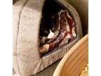 Adopt Tinkerbell a Black & White or Tuxedo Domestic Shorthair (short coat) cat