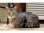 Adopt Wayne a Gray, Blue or Silver Tabby Domestic Mediumhair (medium coat) cat