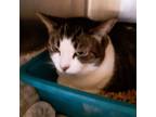 Adopt Susie a Tan or Fawn Tabby Domestic Shorthair (short coat) cat in Broadway