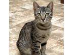 Adopt LaVerne a Brown Tabby Domestic Mediumhair (medium coat) cat in Big Canoe