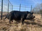 Adopt Juliet a Pig (Potbellied) farm-type animal in Kerhonkson, NY (37611826)