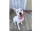 Adopt Artemis a White - with Brown or Chocolate American Pit Bull Terrier /