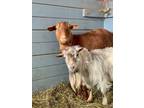 Adopt Gaston and LeFou a Goat farm-type animal in Kerhonkson, NY (37611723)