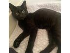Adopt Ranger a All Black Domestic Shorthair / Mixed cat in Fort Lauderdale