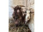 Adopt Cogsworth and Lumiere a Goat farm-type animal in Kerhonkson, NY (37611707)