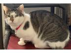 Adopt June a White (Mostly) Domestic Shorthair (short coat) cat in Paterson